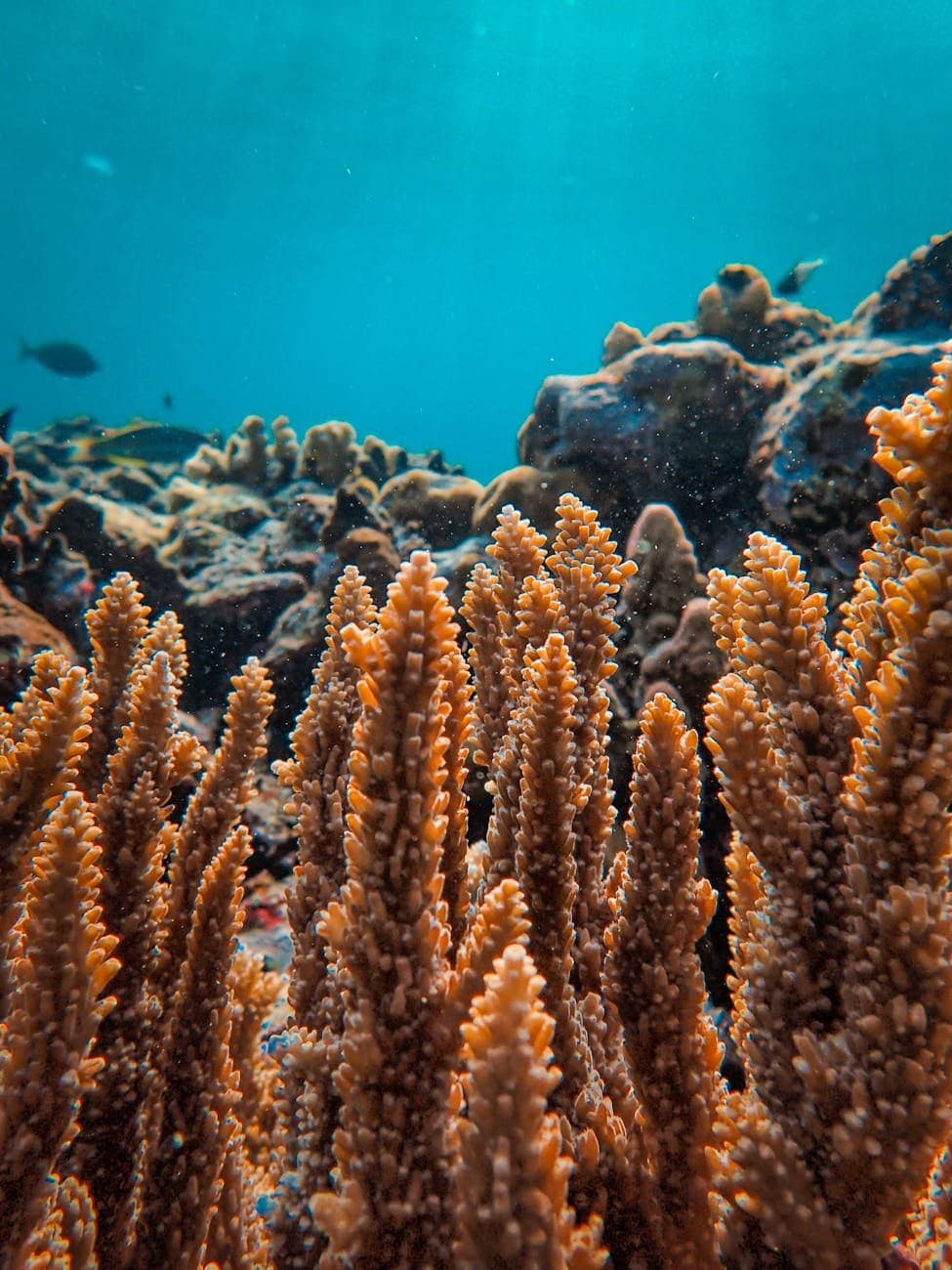 close up of corals