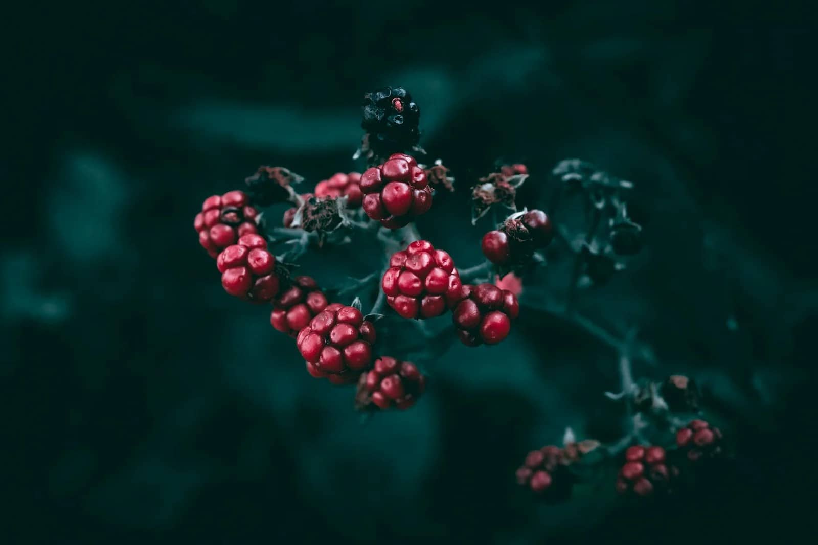 close up of red wild berries on dark background