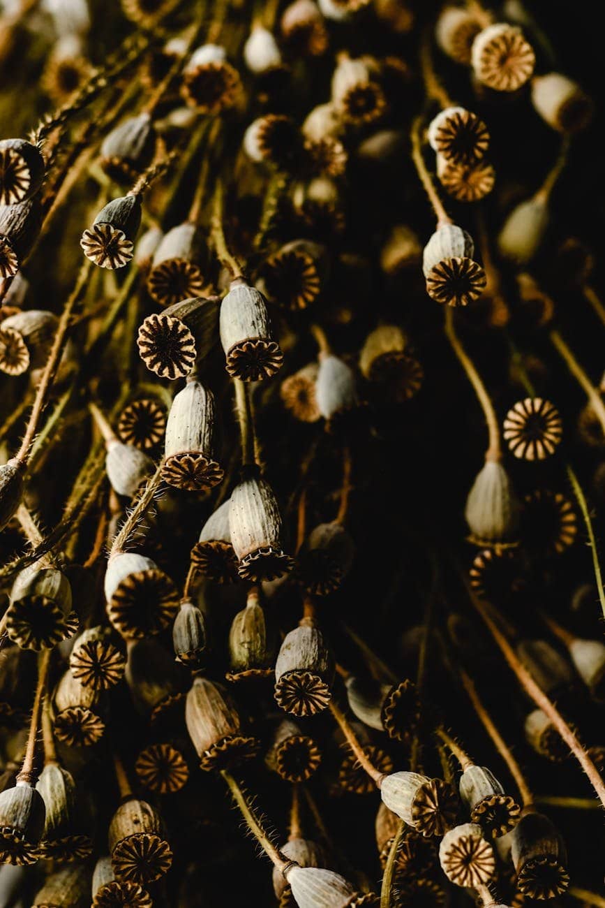 dried poppy seed pods